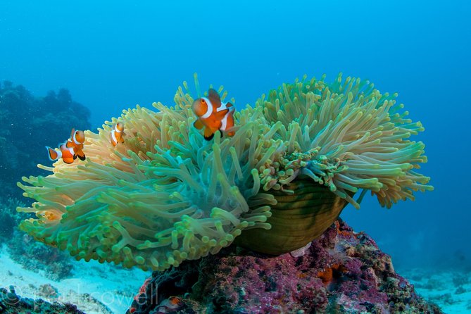 Scuba Diver Course (PADI) - Where you meet in Mactan, and why the location matters