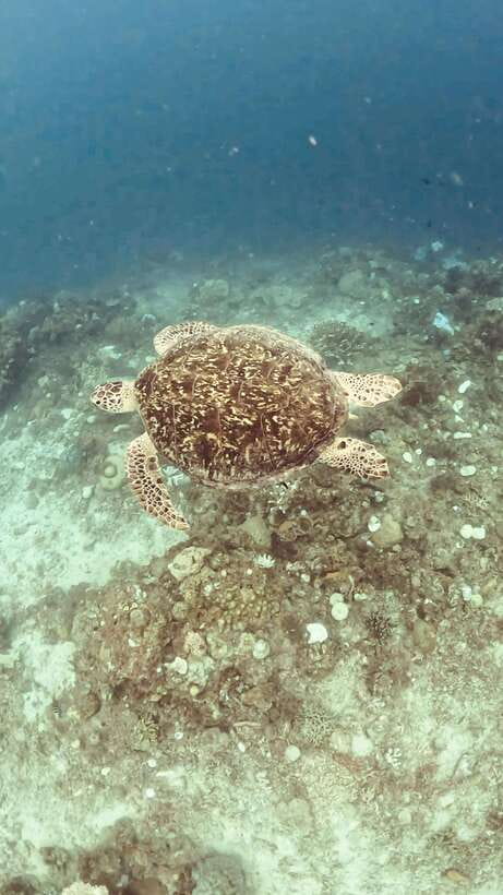 Siquijor: Freediving Adventure with Lunch and Beach Time - Tulapos Marine Sanctuary to start: your first reef impressions