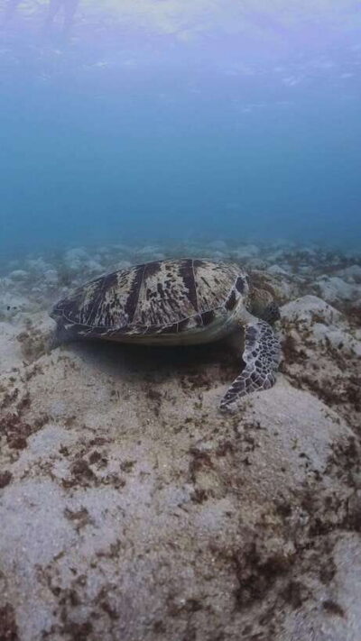Siquijor: Freediving Adventure with Lunch and Beach Time