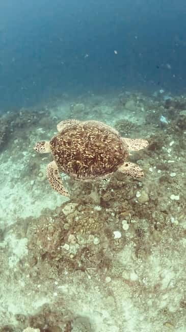 Siquijor: Jeepney Island Tour with Snorkeling - Pitogo Cliff and Waterfall Stops: Cambugahay and Lugnason Falls