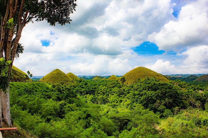 The tour of the must-see sites of Bohol - Bilar Man-Made Forest and the Chocolate Hills: shade first, then scale