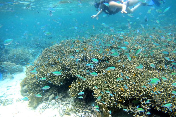 Twin Island Snorkeling Adventure at Hiltungan and Nalsuan - Key things to know before you go