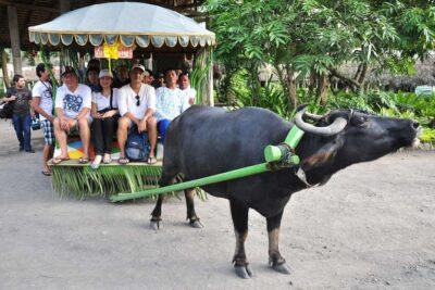 VILLA ESCUDERO DAY TOUR with Carabao Cart Ride and Bamboo from Manila