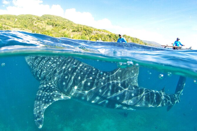 Whale Shark, Canyoneering, Sardines Run and Turtles with Transpo - Key highlights at a glance