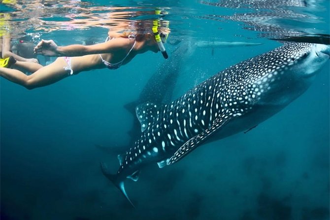 Whale Shark Encounter and Sumilon Sandbar with Kawasan Falls - Stop 3: Sumilon Island sandbar, up to 2 hours to breathe