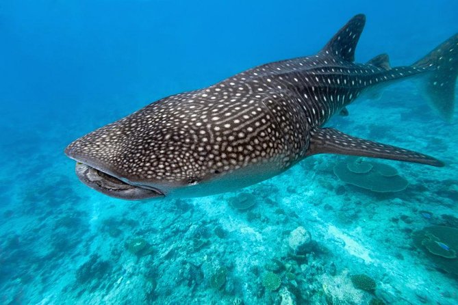 Whale Shark Encounter and Sumilon Sandbar with Kawasan Falls - Stop 4: Kawasan Falls, jungle color and swim time up to 3 hours