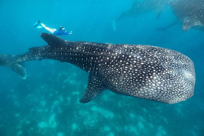 Whale Shark Encounter and Tumalog Waterfalls Tour - Whale Sharks Near Oslob, Plus Tumalog Falls: The Hook