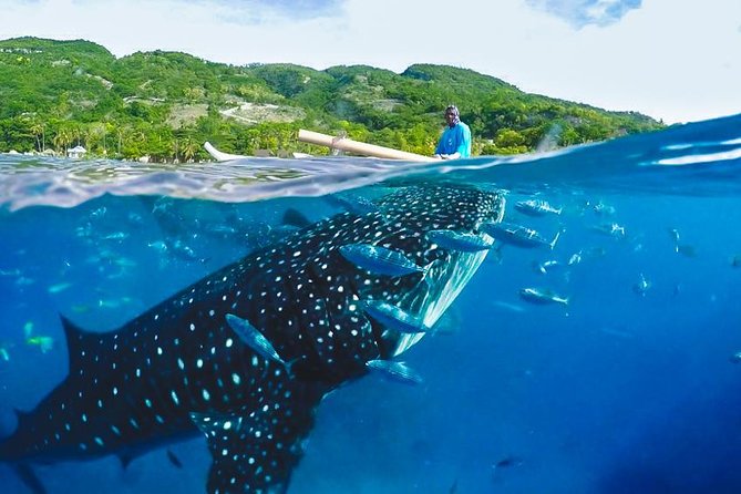 Whale Shark Encounter and Tumalog Waterfalls Tour - The Early Start From Cebu: Pickup Timing and the Long Road