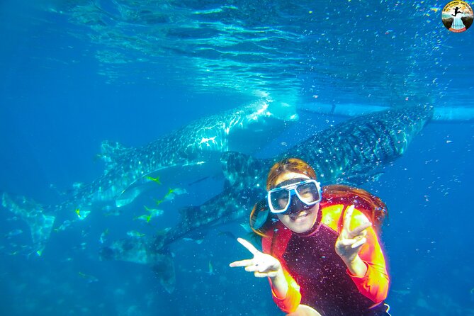 Whale Shark Swimming, Tumalog Falls and Kawasan Canyoneering - Key Highlights You’ll Feel Right Away