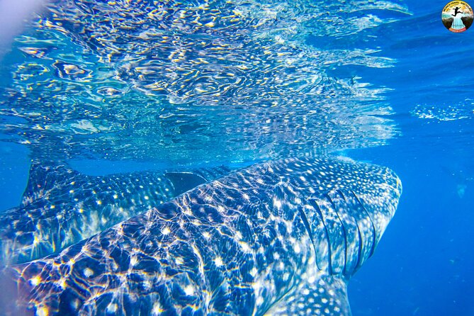 Whale Shark Swimming, Tumalog Falls and Kawasan Canyoneering - Who Should Book This Whale Shark and Kawasan Combo
