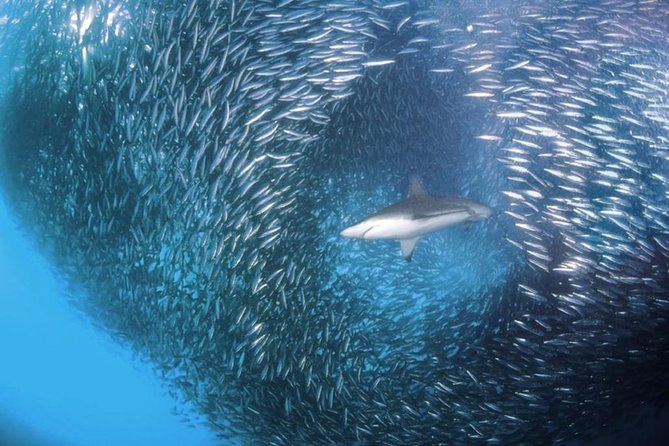 Whale Shark & Tumalog Falls & Sumilon Sandbar & Pescador Island with Sardines - Should you book this whale shark, Tumalog Falls, Sumilon, Pescador, and sardine tour?