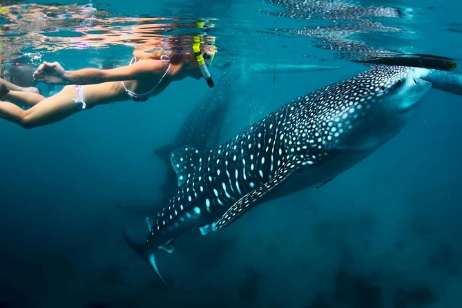Whale Shark Watching and Sumilon Sandbar Private Tour Package - 3:30 am start, and why this tour feels efficient in Cebu