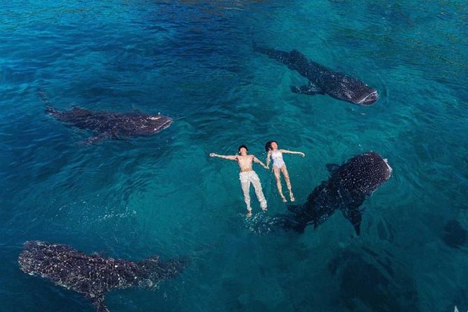 Whale Shark Watching & Tumalog Falls & Kawasan Falls - Key things you should know before you go