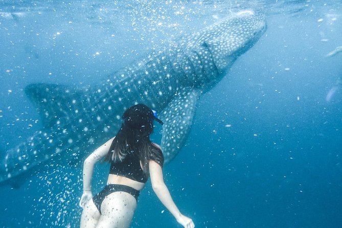 Whale Shark Watching & Tumalog Falls & Kawasan Falls - Oslob whale shark watching: snorkeling time with included water activities