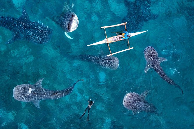 Whale Shark Watching & Tumalog Falls & Kawasan Falls - The early start (4:00am) and how it changes your day