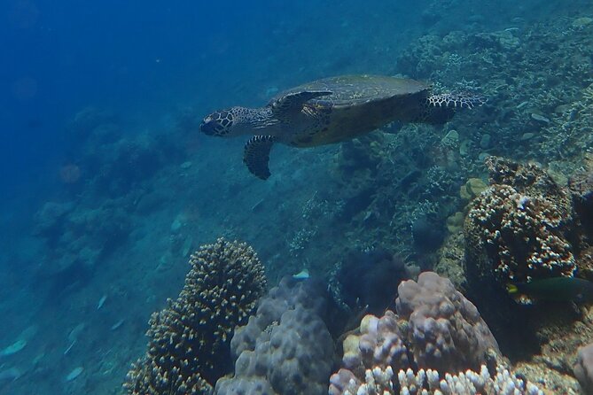 Wonderful Snorkeling Trip from Manila! updated 2023*** - Why This Anilao Snorkeling Day Beats a One-Off Beach Stop
